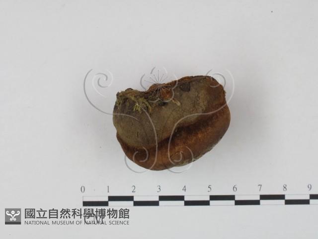 木層孔菌屬藏品圖，第3張