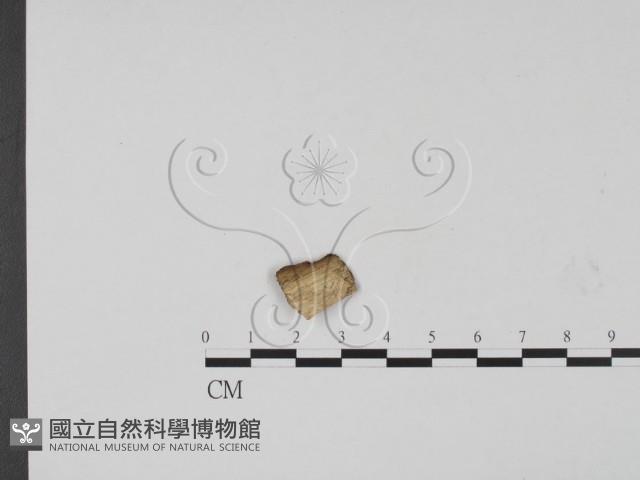 登錄號:F0011971藏品圖，第3張