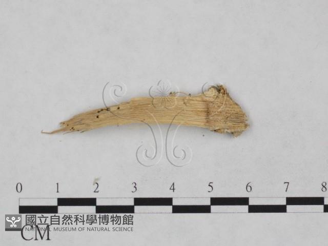 登錄號:F0024971藏品圖，第3張