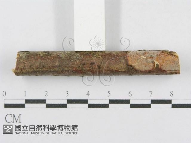 登錄號:F0014971藏品圖，第3張