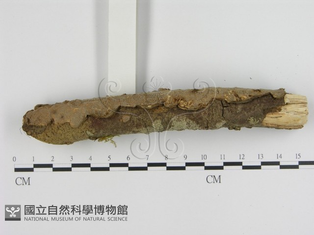 蜂窩菌屬藏品圖，第3張