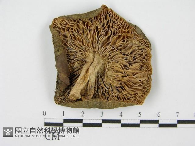 登錄號:F0012971藏品圖，第3張