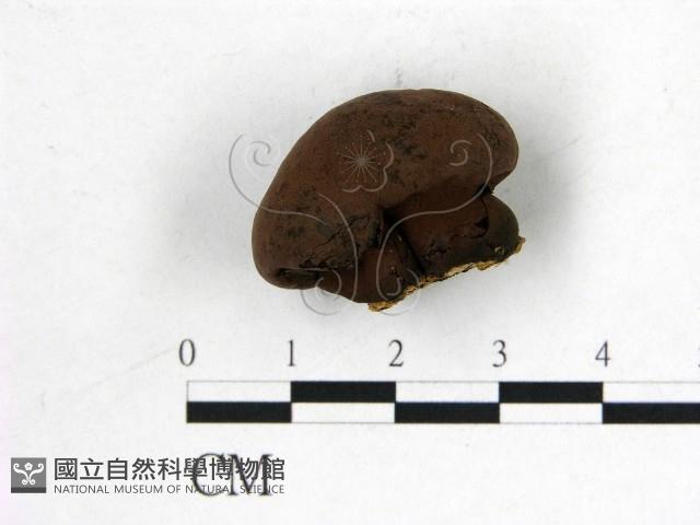 登錄號:F0017971藏品圖，第3張