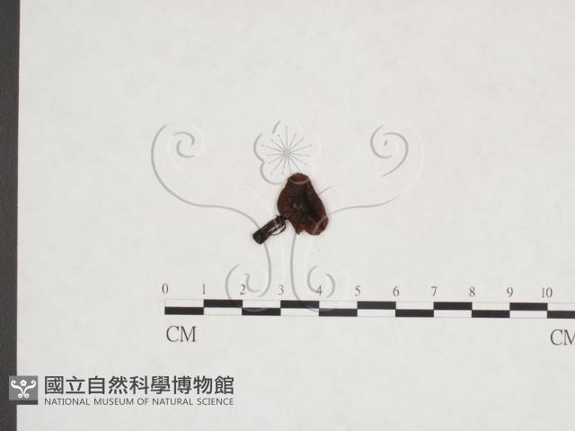 粉褶菌屬藏品圖，第3張