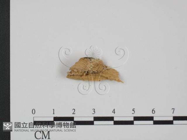 登錄號:F0005971藏品圖，第3張