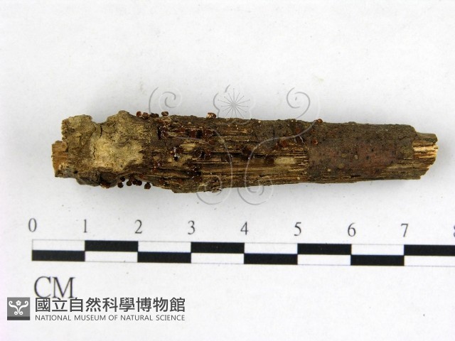 登錄號:F0009971藏品圖，第3張
