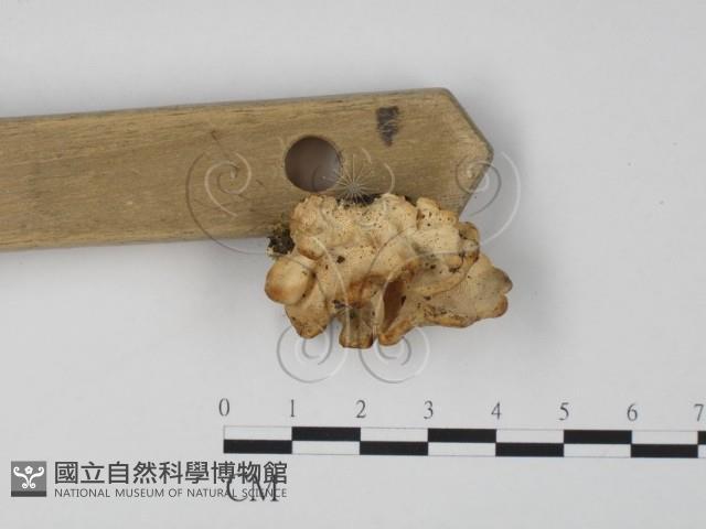 登錄號:F0019971藏品圖，第3張
