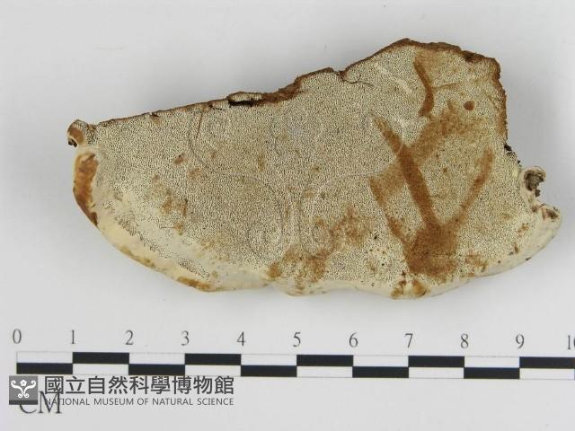 登錄號:F0013971藏品圖，第3張