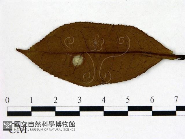 登錄號:F0020671藏品圖，第3張