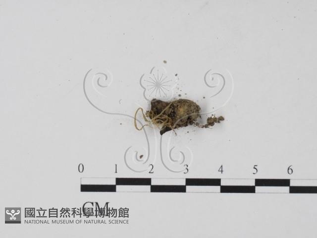 登錄號:F0000671藏品圖，第3張