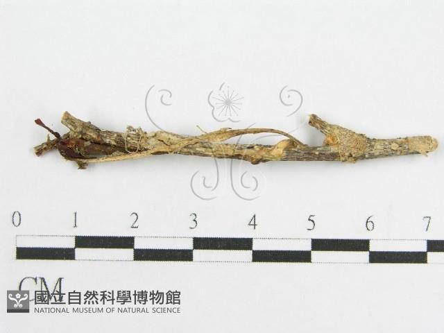 微皮傘屬藏品圖，第3張