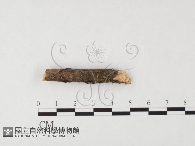 膠角耳屬藏品圖，第3張