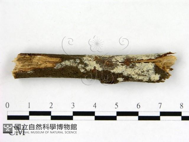 冇骨消絲齒菌藏品圖，第3張