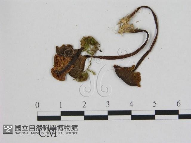 小菇屬藏品圖，第3張
