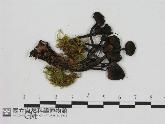 登錄號:F0004671藏品圖，第3張