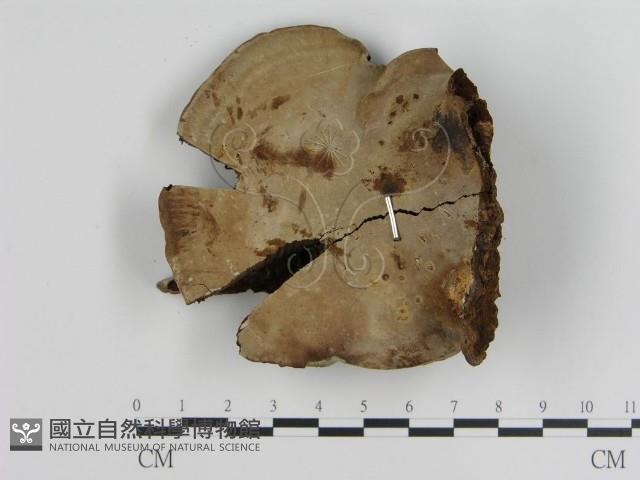 登錄號:F0014671藏品圖，第3張