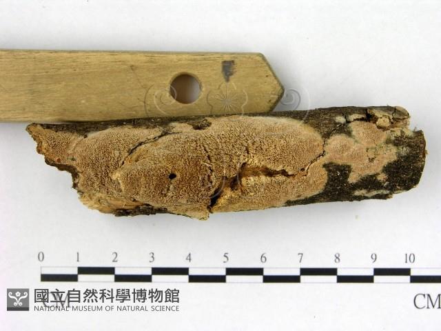 登錄號:F0022671藏品圖，第3張