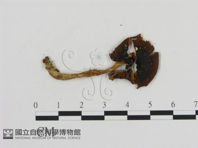 登錄號:F0012671藏品圖，第3張