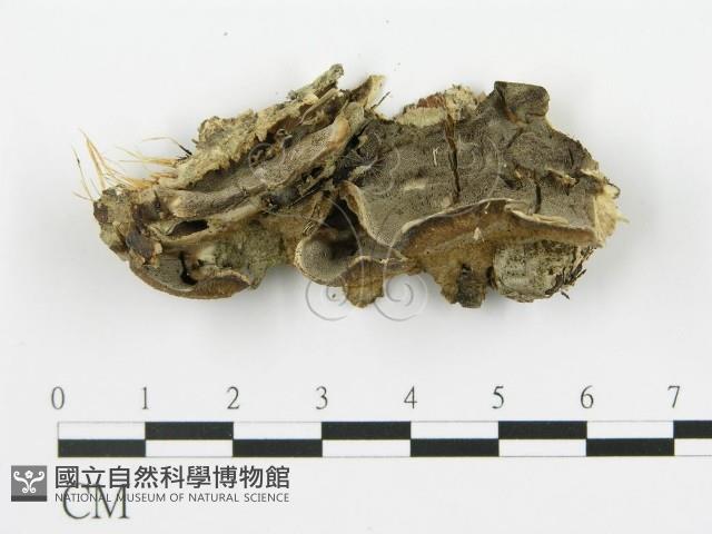 登錄號:F0017671藏品圖，第1張