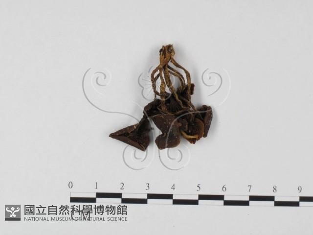 登錄號:F0025671藏品圖，第3張