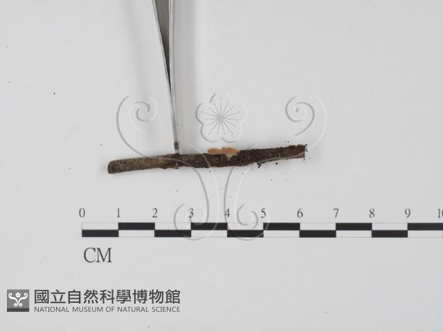 登錄號:F0005671藏品圖，第3張