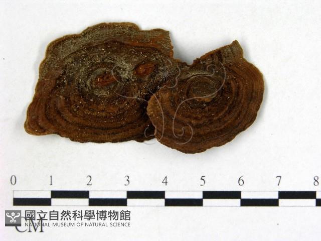 登錄號:F0015671藏品圖，第3張