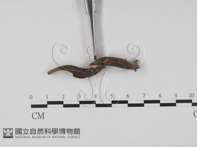 登錄號:F0019671藏品圖，第3張