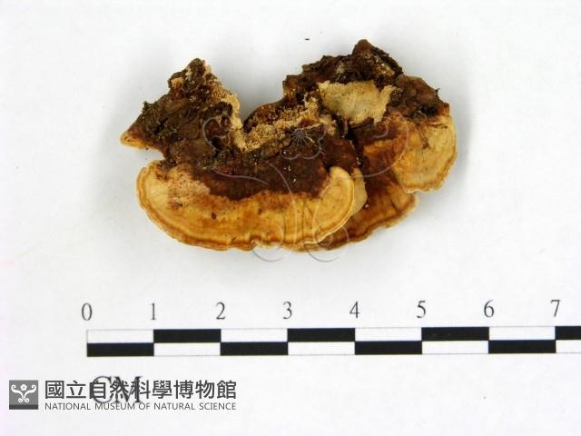 登錄號:F0013671藏品圖，第3張