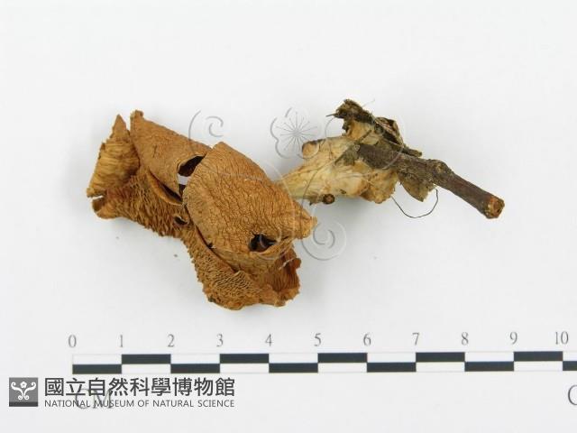 杯傘屬藏品圖，第3張