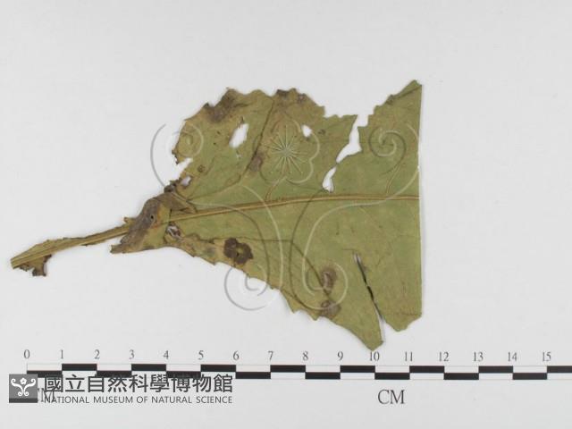 登錄號:F0026471藏品圖，第1張