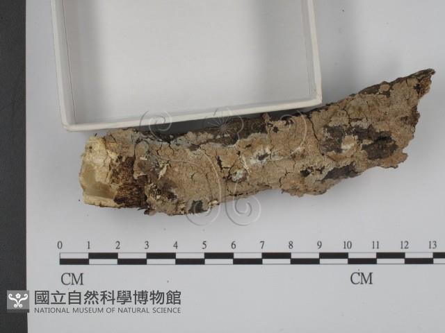 登錄號:F0001471藏品圖，第3張