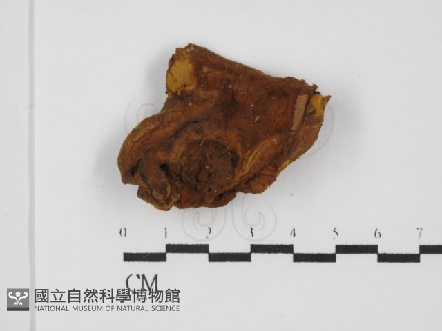 登錄號:F0031471藏品圖，第3張