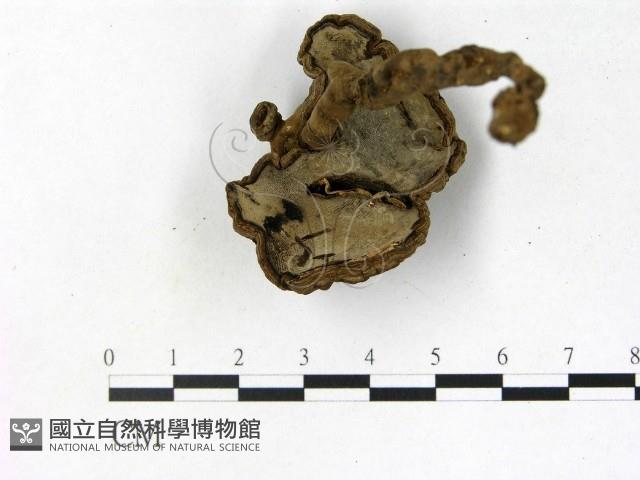 登錄號:F0002471藏品圖，第3張