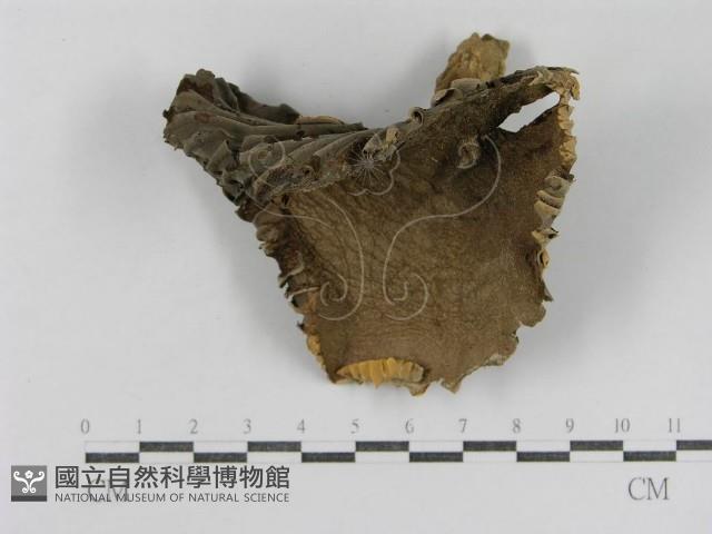 登錄號:F0012471藏品圖，第3張