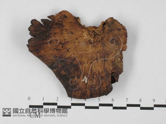 登錄號:F0027471藏品圖，第3張