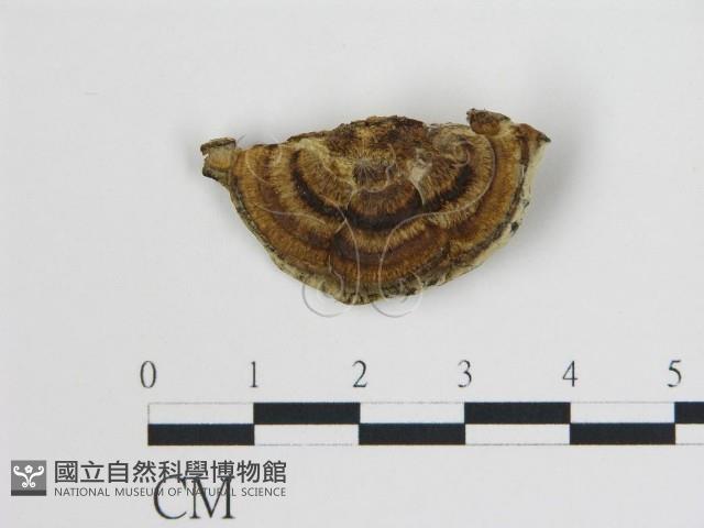 登錄號:F0017471藏品圖，第1張