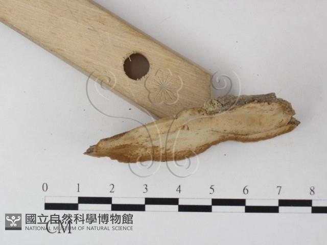 多年臥孔菌屬藏品圖，第3張