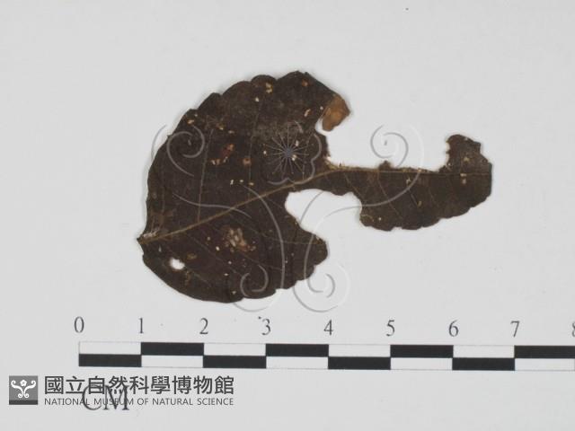 登錄號:F0019471藏品圖，第3張
