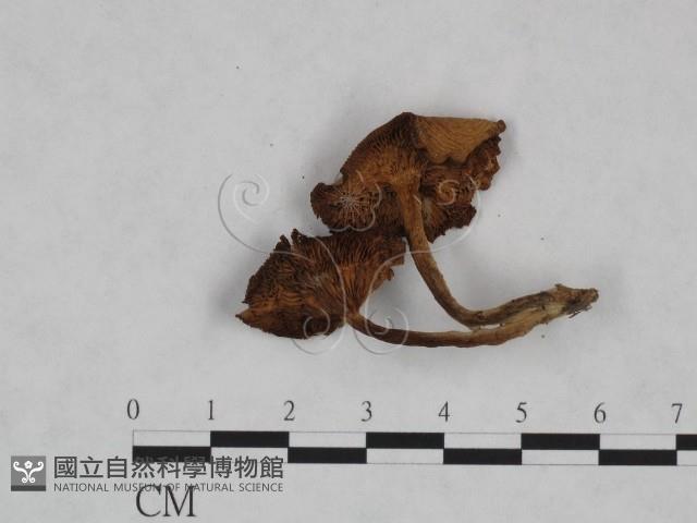 登錄號:F0023471藏品圖，第3張