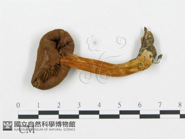 杯傘屬藏品圖，第3張