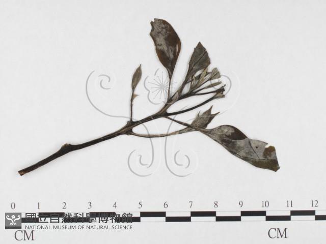 登錄號:F0026771藏品圖，第3張