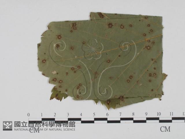 登錄號:F0011771藏品圖，第3張