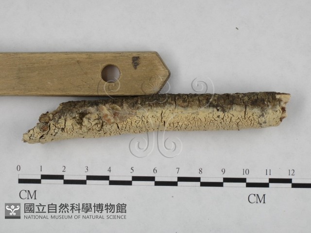 登錄號:F0024771藏品圖，第3張