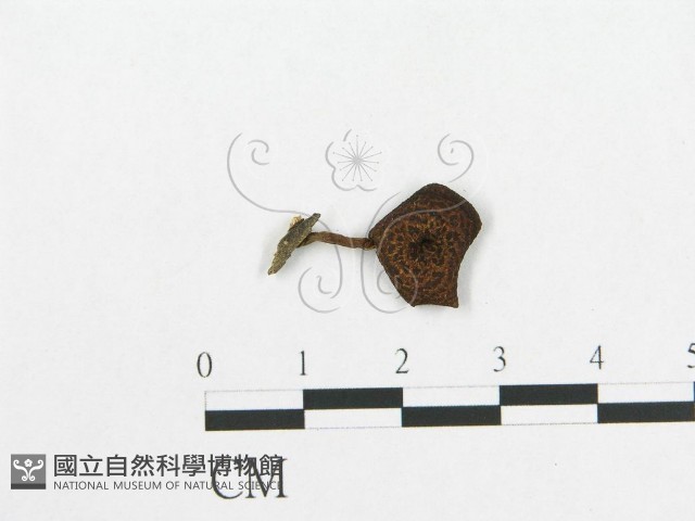 登錄號:F0004771藏品圖，第3張
