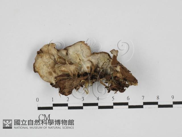 登錄號:F0027771藏品圖，第1張