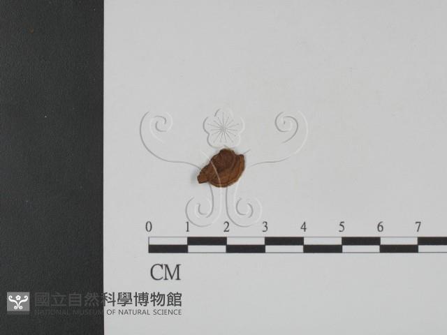 登錄號:F0007771藏品圖，第3張