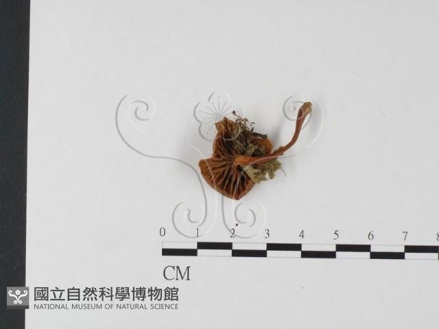 登錄號:F0025771藏品圖，第3張