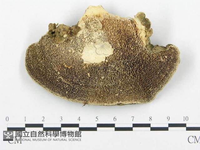 登錄號:F0005771藏品圖，第3張