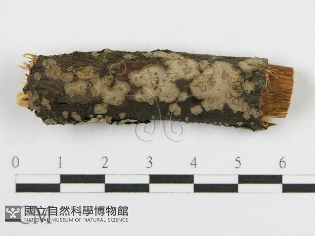 登錄號:F0015771藏品圖，第1張