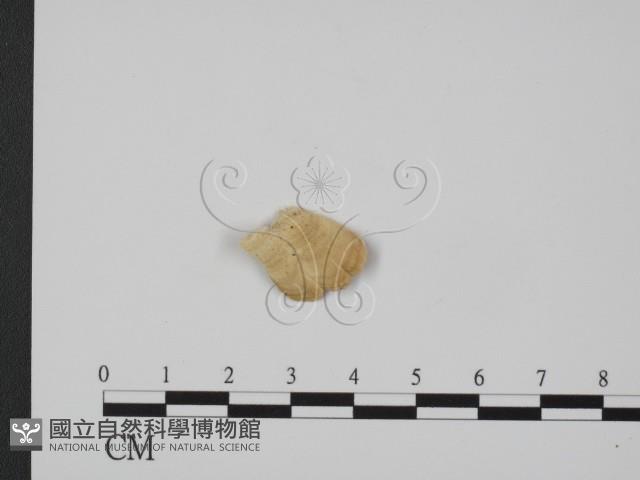 登錄號:F0009771藏品圖，第3張
